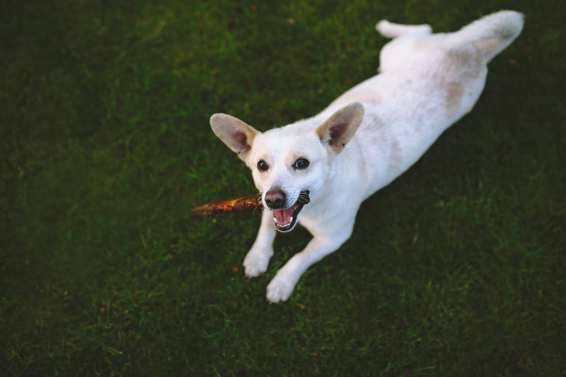 Dog in grass