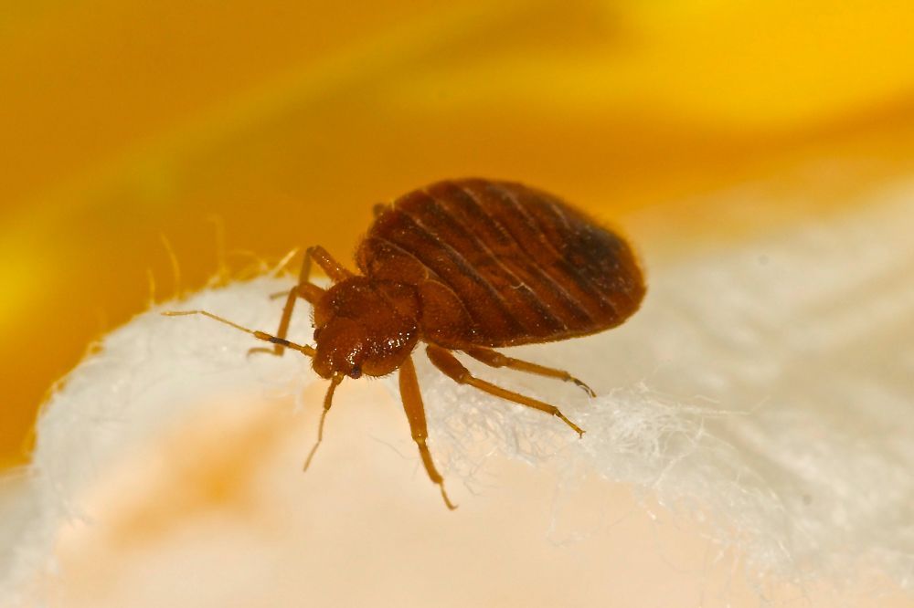 Bed Bug — Lincolnton, NC — Precision Pest Management dba PESTEX