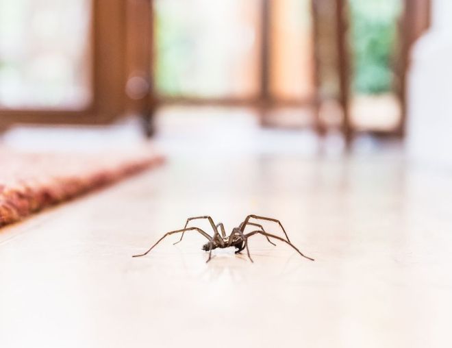 Spider on the Floor — Lincolnton, NC — Precision Pest Management dba PESTEX Spider on the Floor — Lincolnton, NC — Precision Pest Management dba PESTEX
