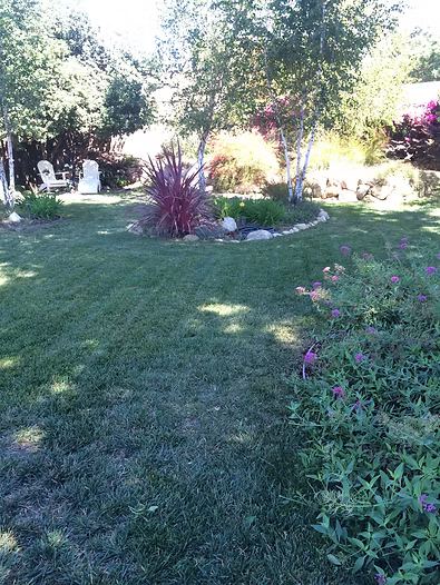 Lush green lawn with birch trees, a small flower bed, and chairs in the background under a bright sky.