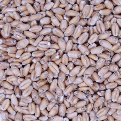 Denton County Wheat Malt