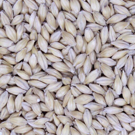 Llano Pilsner Malt