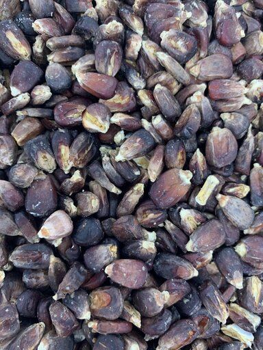Texas Red Corn Malt