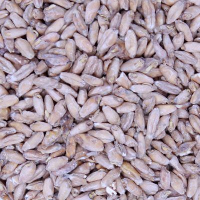 Texas Triticale Malt