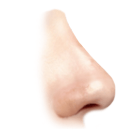 nose graphic