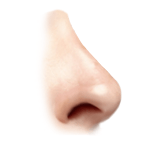 nose graphic