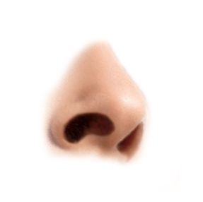 nose graphic