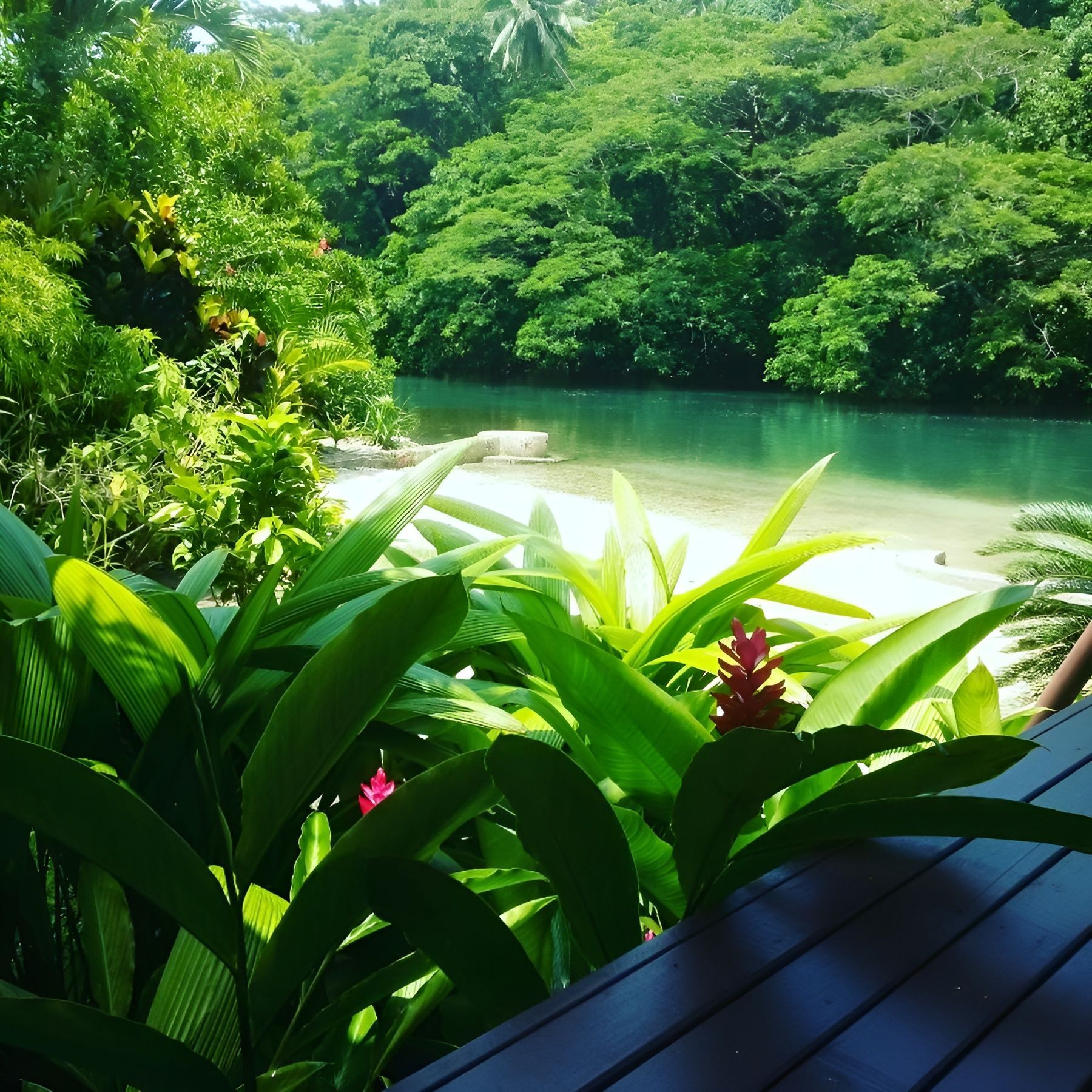 A view of a river surrounded by trees and plants