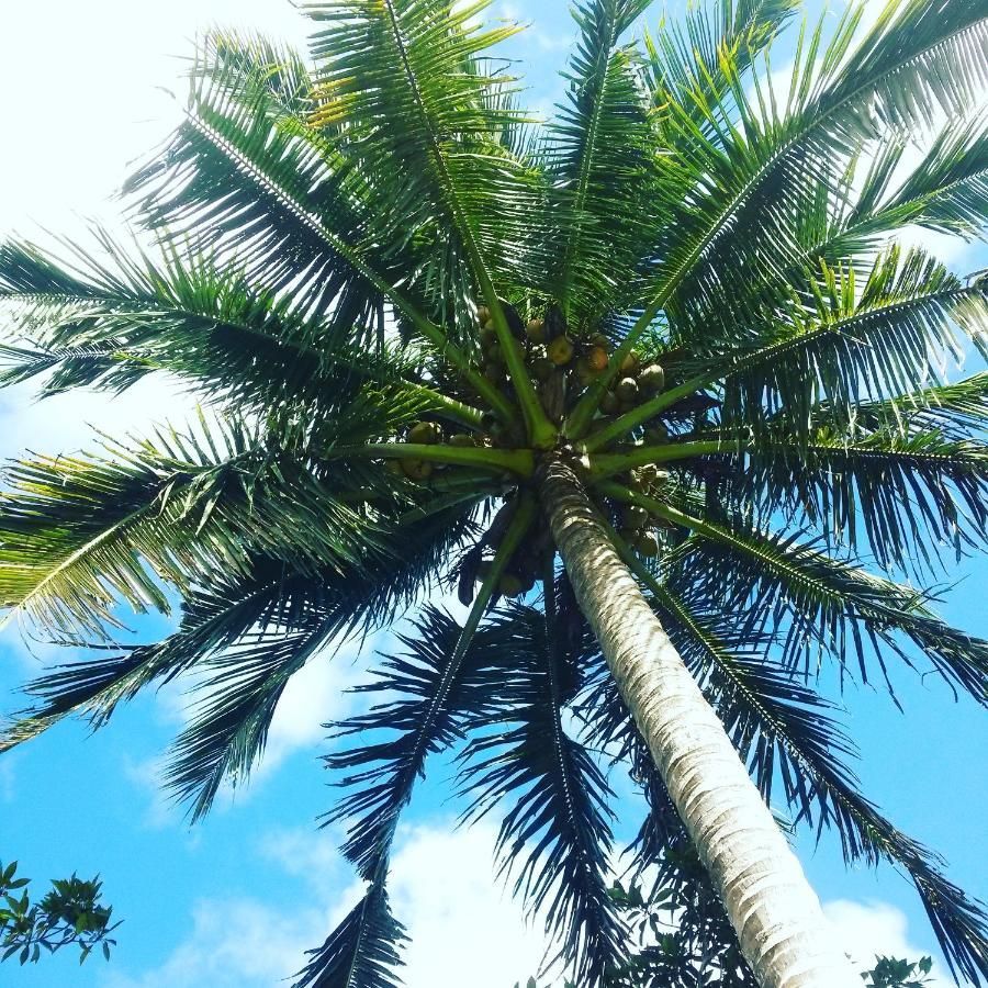 Looking up at a palm tree with a blue sky in the background