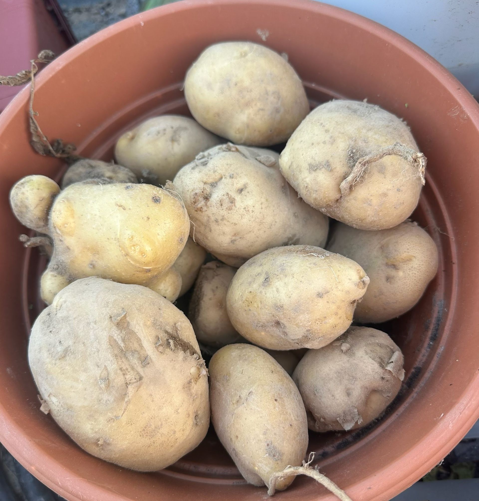 Root Vegetables