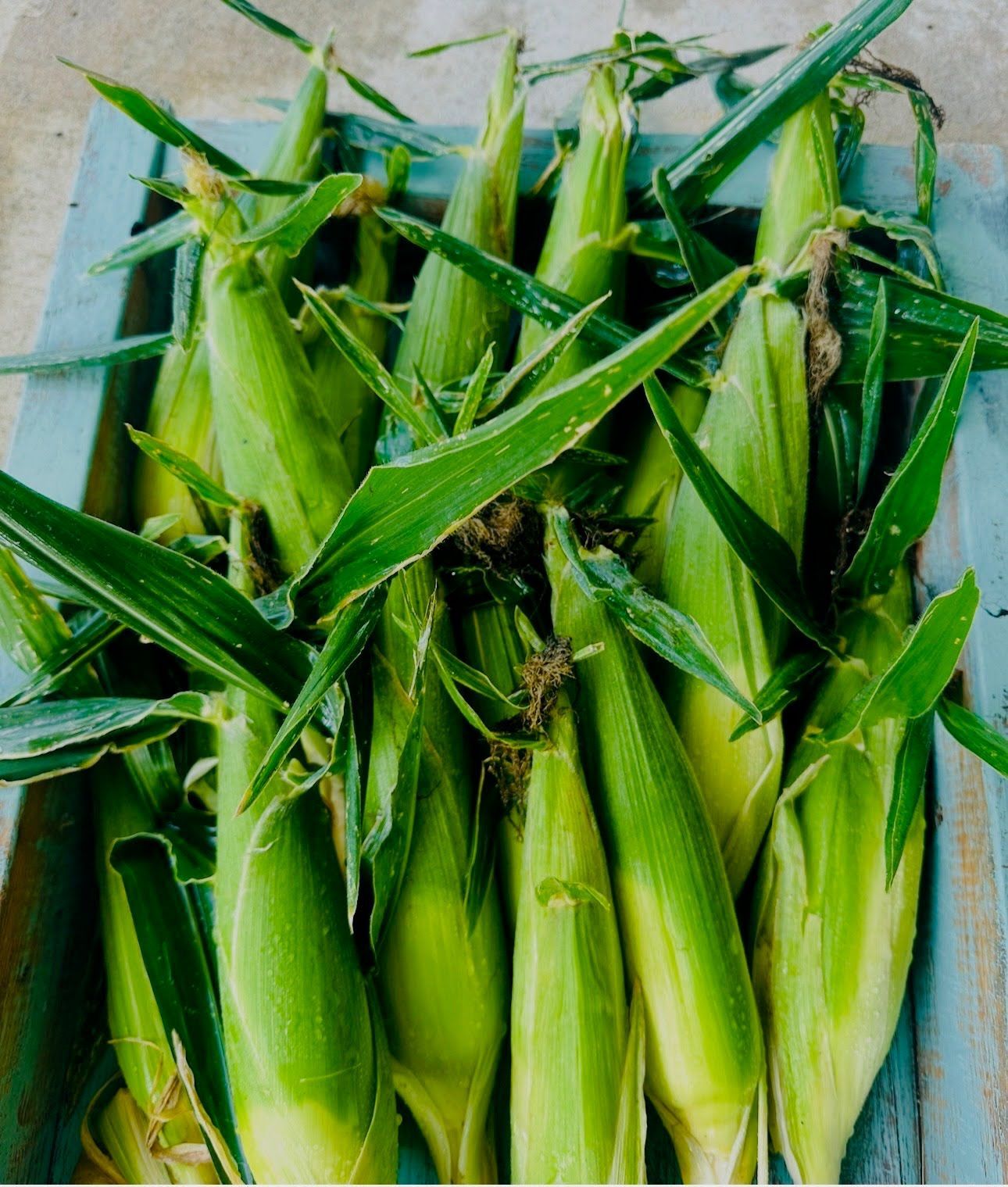 Seasonal produce at Rocking T farm