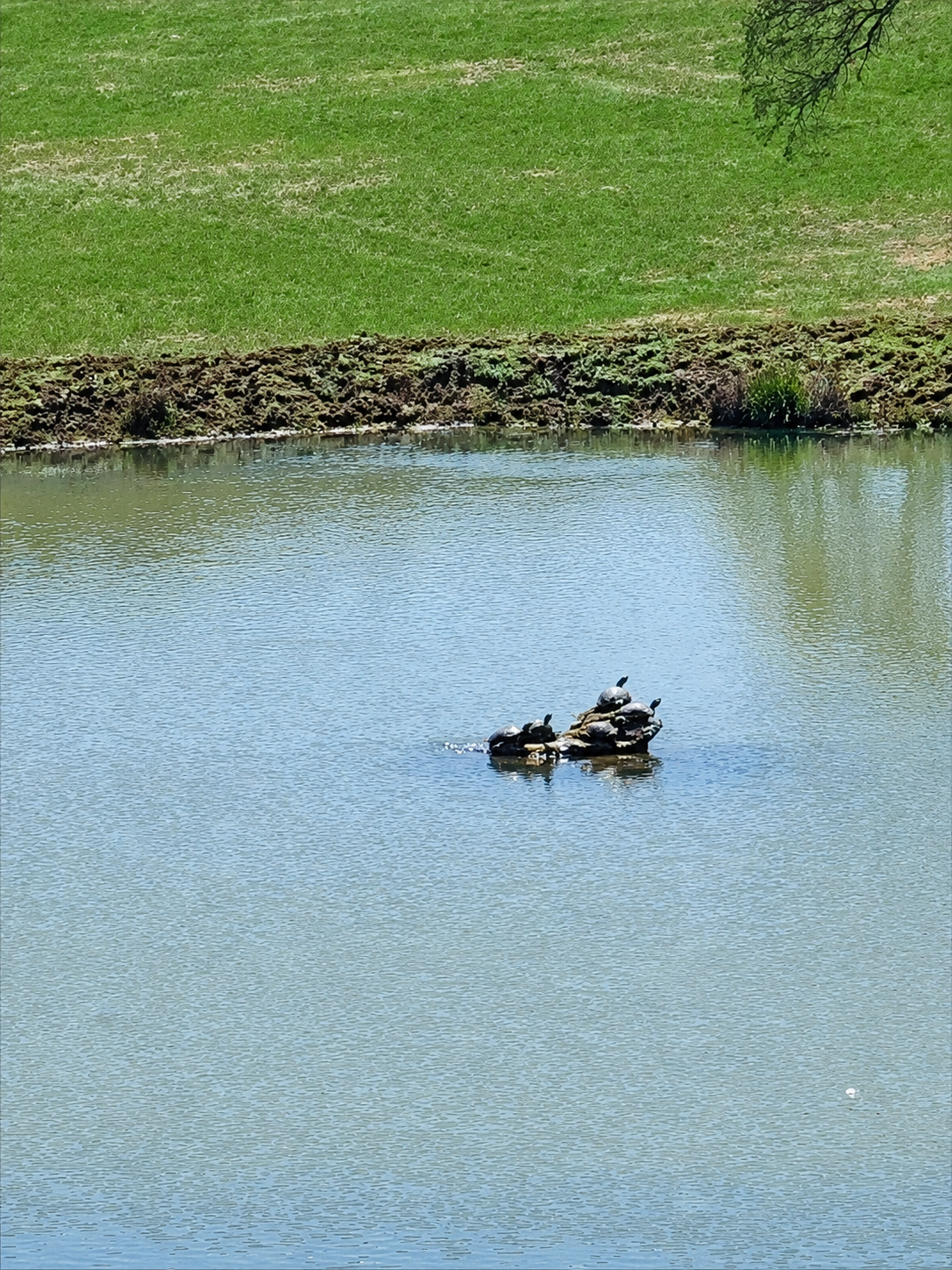 The Thorneview pond - serene water feature for ceremonies and portraits