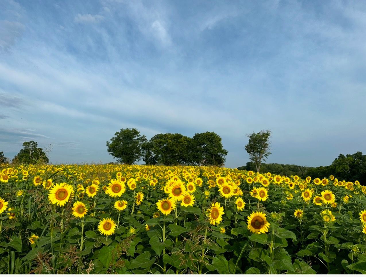 Photography opportunities at Thorneview - tree-lined paths and natural settings