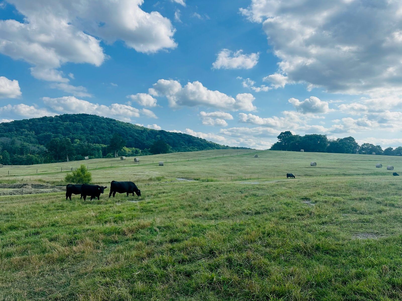 Open countryside and pasture at Thorneview