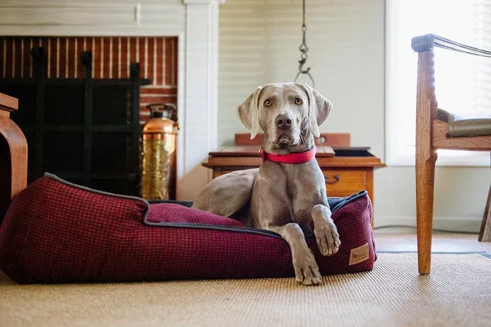 Premium Dog bed from PLAY pet