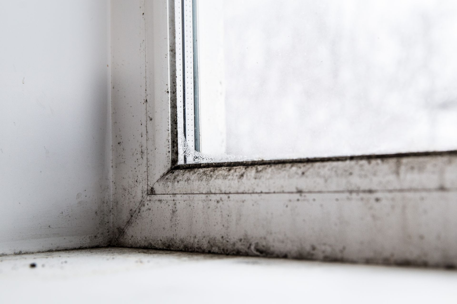 Mold in the corner of the window. Mold in the corner of the window.