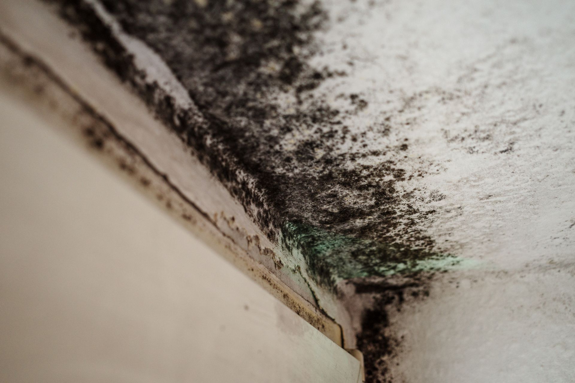 Mold growth with black and green patches on ceiling corner.