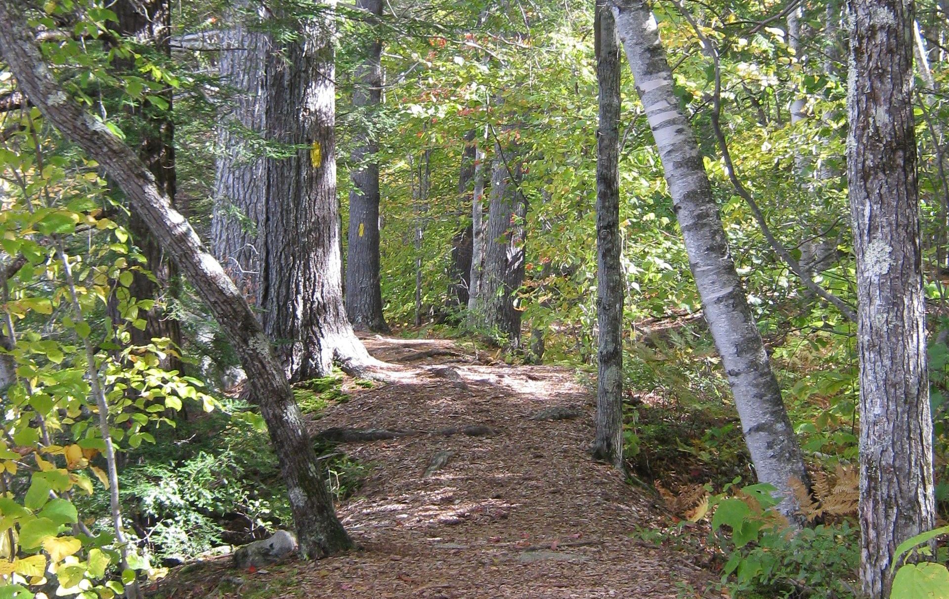 A path in the woods surrounded by trees and leaves