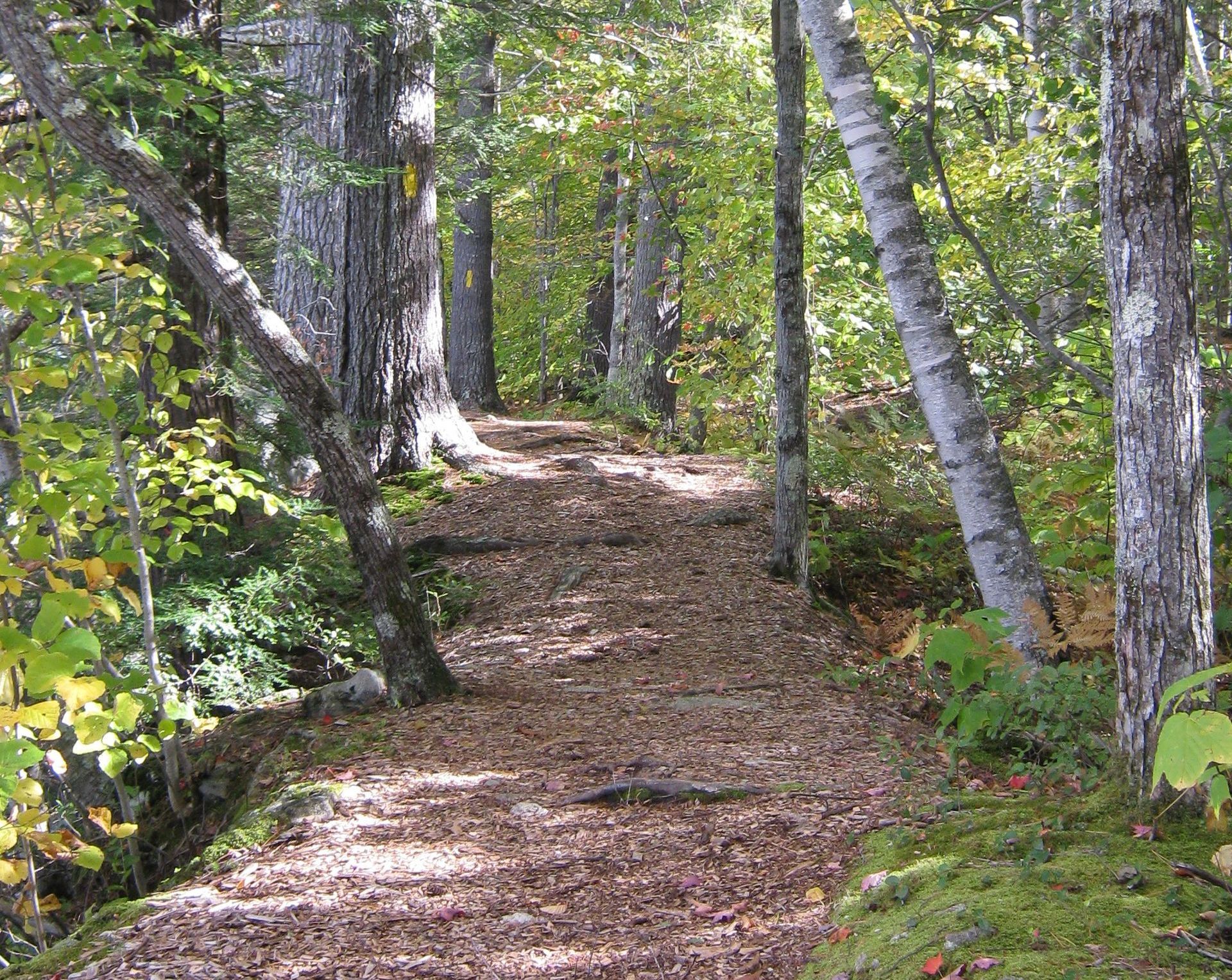 A path in the woods surrounded by trees and leaves