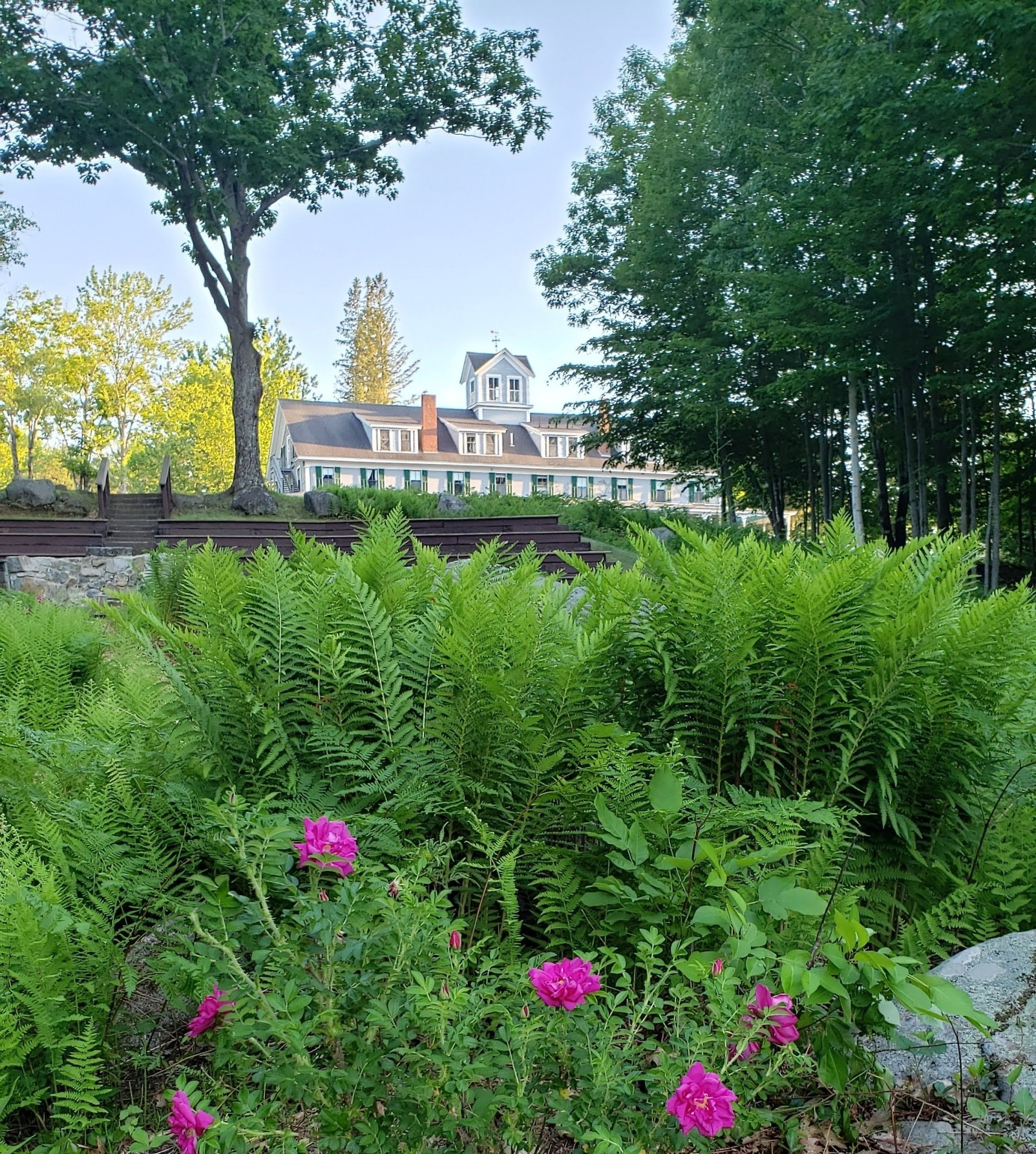 A large building is behind a field of flowers and ferns.