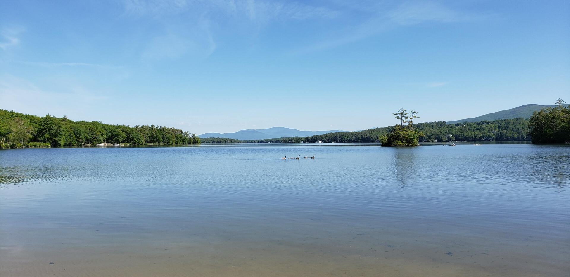 A large body of water surrounded by trees on a sunny day.