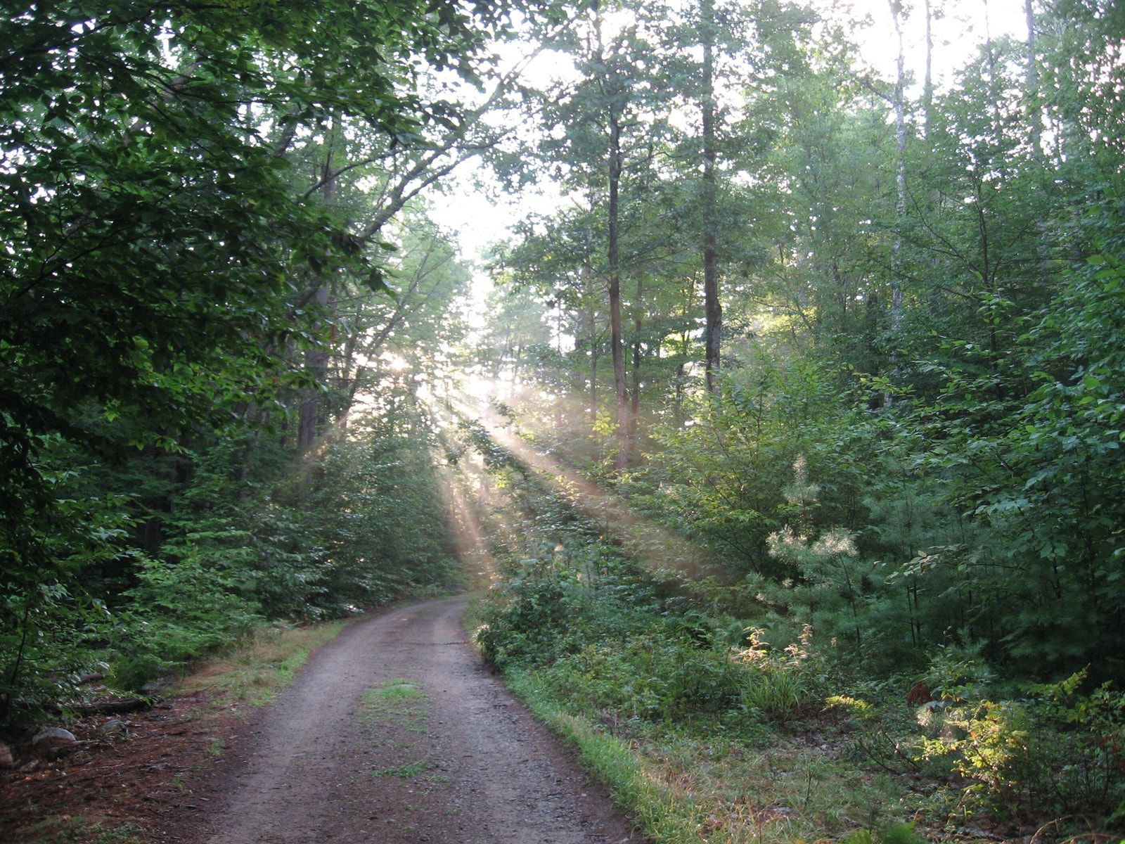 The sun is shining through the trees on a dirt road