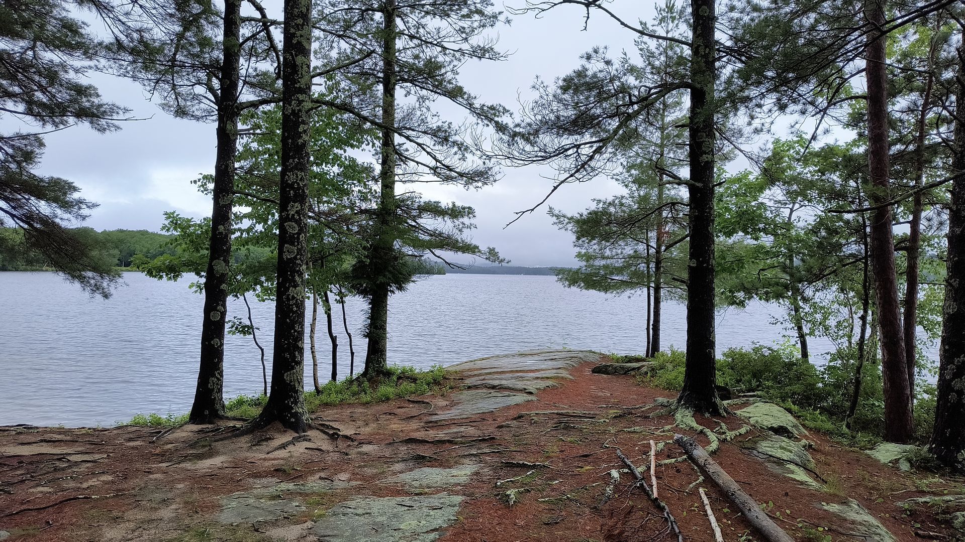 Lakeshore view through trees on an overcast day. Brown ground with small logs, water, and cloudy sky.