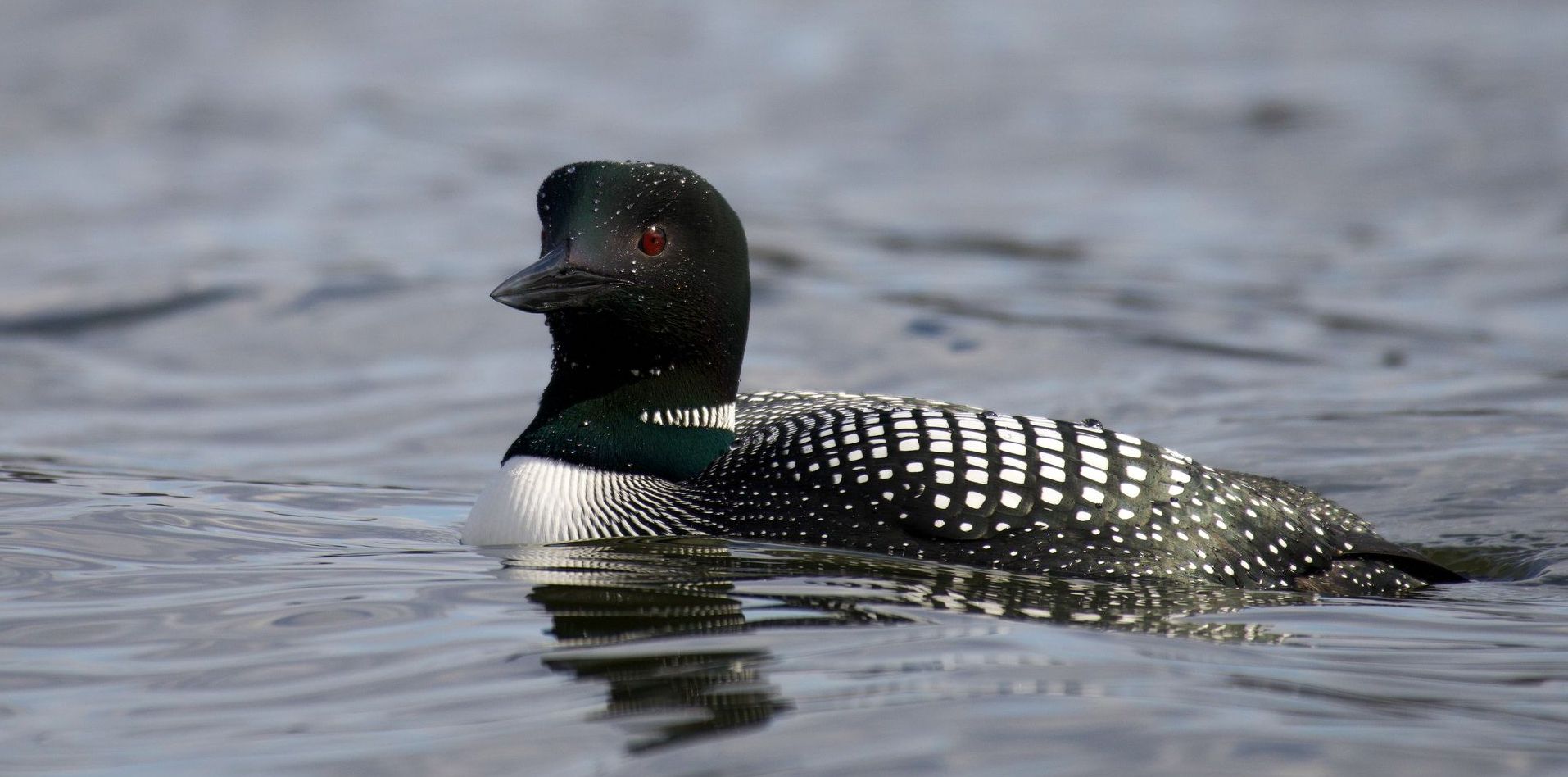 A black and white duck is swimming in the water.