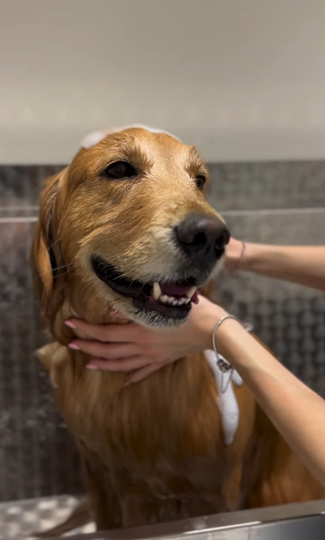 Un golden retriever viene lavato, con delle mani che gli tengono il collo in una zona di lavaggio piastrellata.