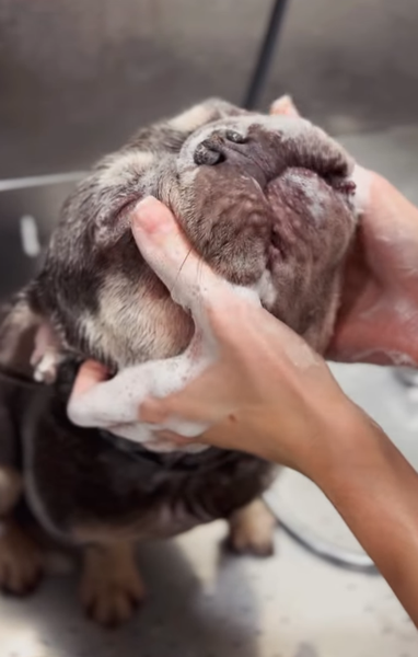Un cagnolino nero e marrone viene lavato o toelettato delicatamente a mano in un lavandino.