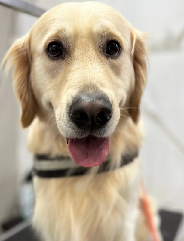 Golden retriever con la lingua di fuori, rivolto verso la telecamera, in interni, su uno sfondo morbido e sfocato.