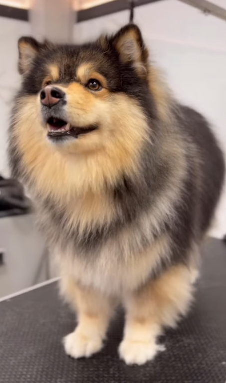 Cane dal pelo folto nero, marrone chiaro e bianco in piedi su un tavolo da toelettatura, che guarda di lato.