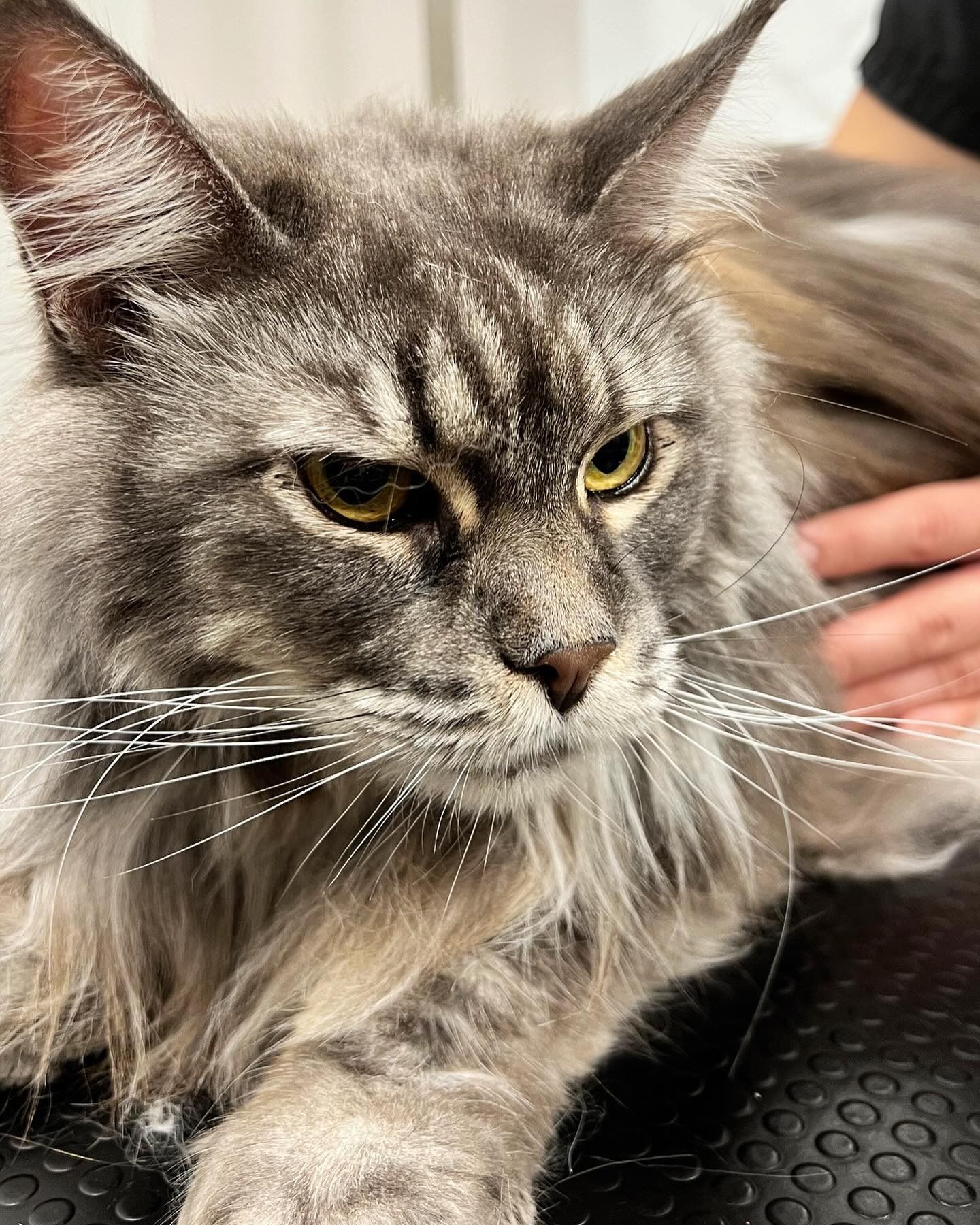 Gatto soriano grigio a pelo lungo che guarda di lato mentre viene accarezzato