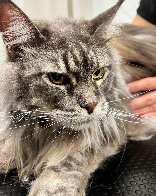 Gatto soriano grigio a pelo lungo che guarda di lato mentre viene accarezzato