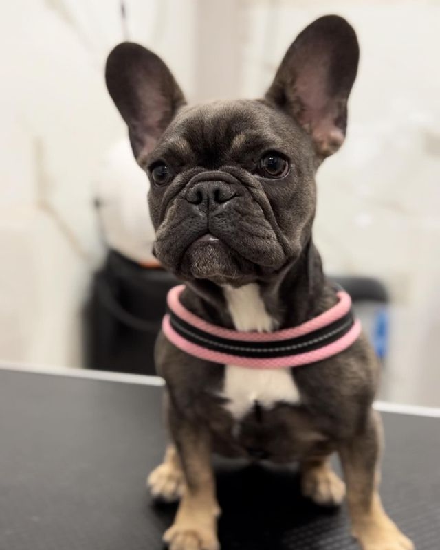 Un piccolo bulldog francese con un collare rosa, seduto su un tavolo nero, guarda in camera.