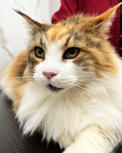 Gatto calico dal pelo folto con petto e zampe bianche, che guarda attento su una superficie scura in casa.