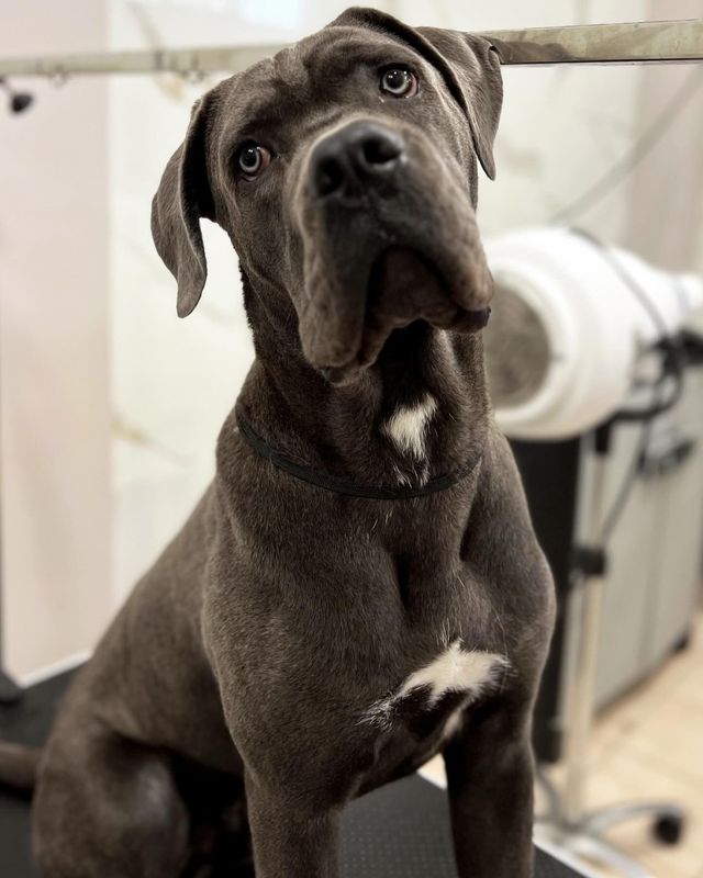 Un grosso cane grigio con una macchia bianca sul petto è seduto in casa, inclinando la testa verso la telecamera.