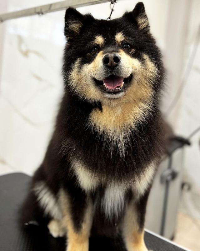 Cane nero e marrone, soffice e seduto in casa, che guarda la telecamera con la bocca leggermente aperta e la lingua fuori.