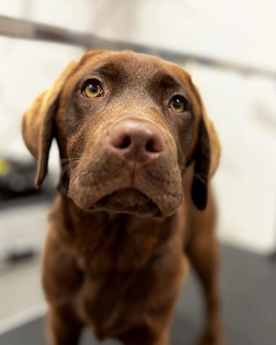 Cane marrone con le orecchie pendenti che guarda verso l'alto all'interno di un edificio, primo piano su uno sfondo sfocato.