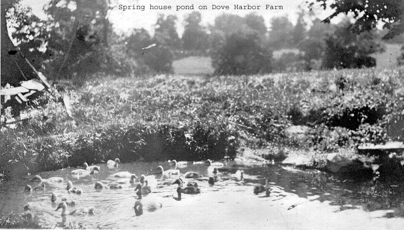 Spring House Pond on Dove Harbour Farm