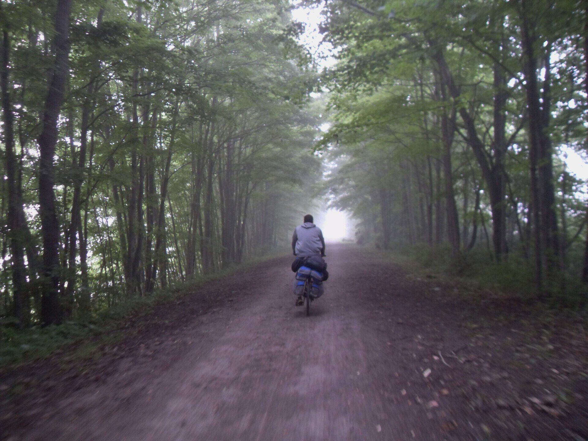 Person riding a bicycle on a muddy, tree-lined road on a foggy day.