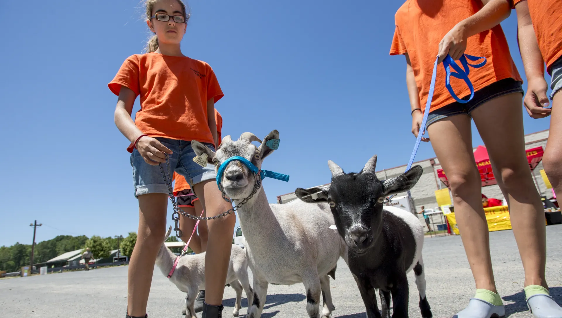 Young people with goats on leashes outdoors. Bright sky and sunny.