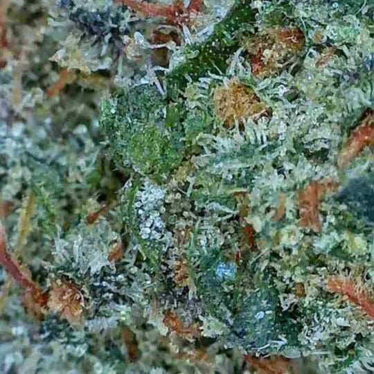Close-up of a frosty green cannabis bud with orange hairs