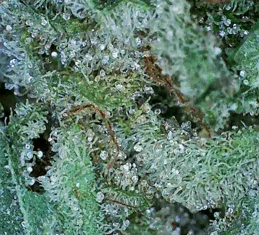 Close-up of a green cannabis bud covered in frosty white trichomes.