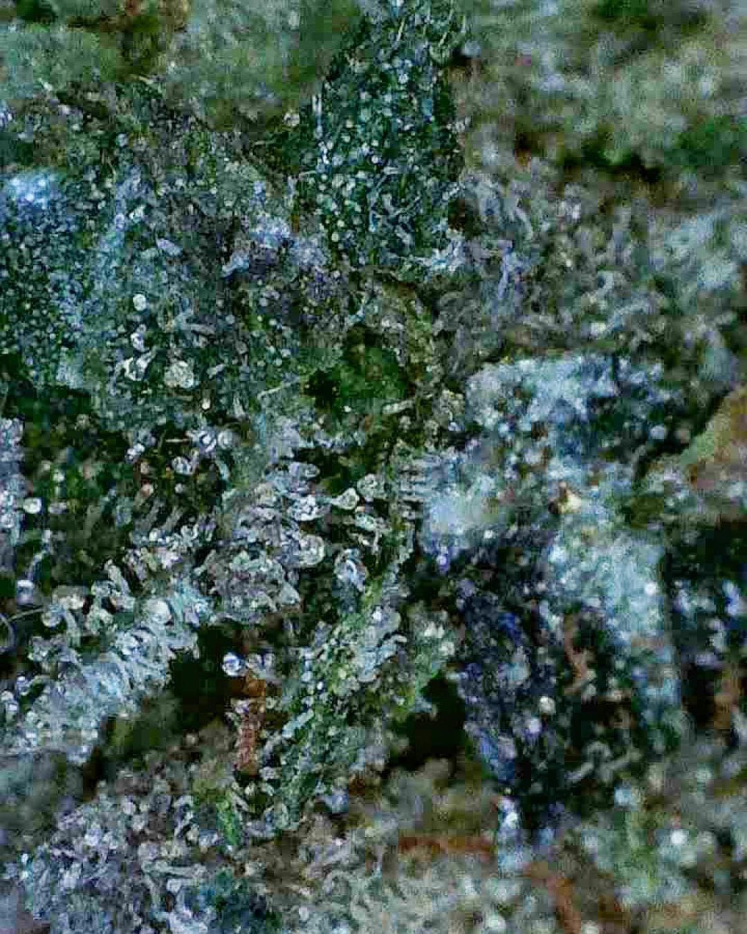 Close-up of a frosty green cannabis bud with dense trichomes and orange hairs