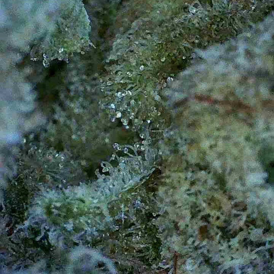 Close-up of a frosty green plant bud covered in white trichomes