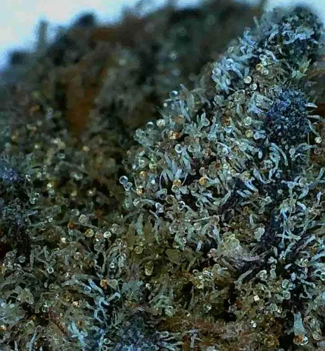 Close-up of a dark green, fuzzy plant or moss with frosty crystalline texture