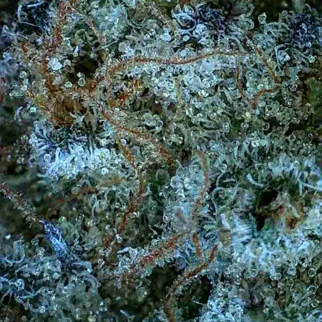 Close-up of frosty cannabis buds with green, orange, and white crystals.