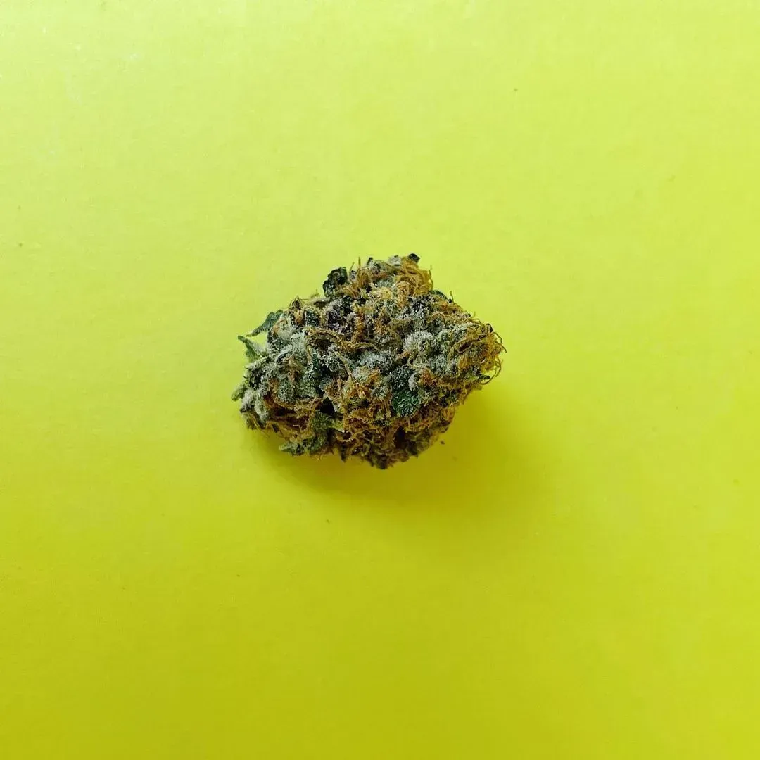 Small dried cannabis bud on a bright yellow background