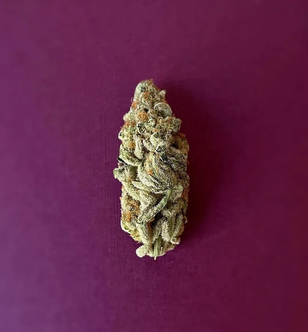 Single cannabis bud on a purple background.